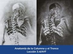 Anatomía de la columna y el tronco, Lección 14 del curso online Anatomía y Fisiología Aplicada