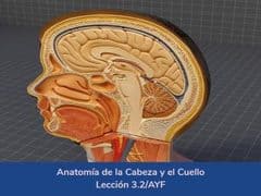 Anatomía de la cabeza y el cuello,Lección 12 del curso online Anatomía y Fisiología Aplicada