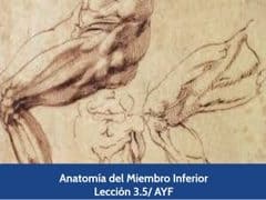 Anatomía del Miembro Inferior, Lección 15 del curso online Anatomía y Fisiología Aplicada.