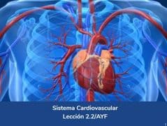 Sistema Cardiovascular, Lección 7 del curso online Anatomía y Fisiología Aplicada.