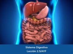 Sistema Digestivo, Lección 10 del curso online Anatomía y Fisiología Aplicada