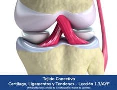 Tejido Conectivo, Lección 3 del curso online Anatomía y Fisiología Aplicada.