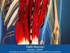 Tejido Muscular, Lección 5 del curso online Anatomía y Fisiología Aplicada.