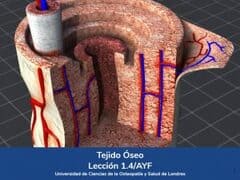 Tejido Óseo, Lección 4 del curso online Anatomía y Fisiología Aplicada